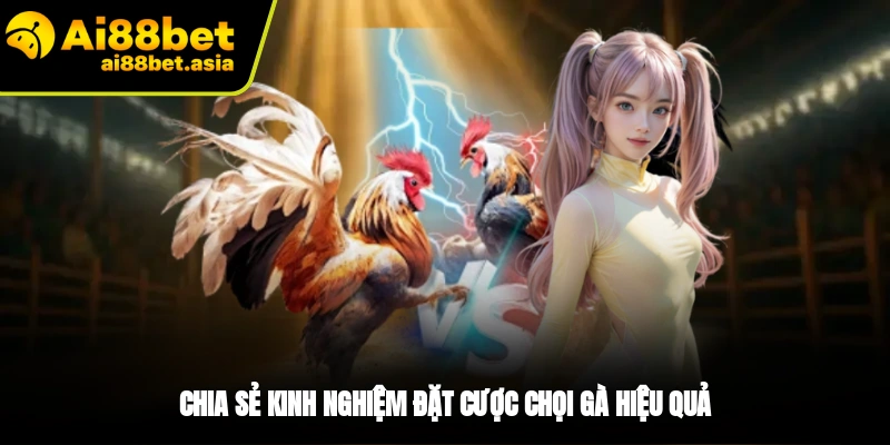 Kinh nghiệm cá cược đá gà Thomo hiệu quả